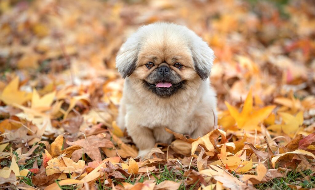 サルコペニアの症状を理解し、効果的に予防する方法は？