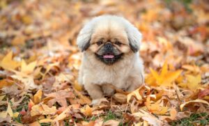 サルコペニアの症状を理解し、効果的に予防する方法は？