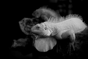 サルコペニア予防に効果的な転倒防止策は？