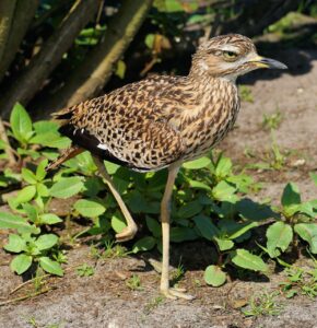 片足立ちを上手に行うためのコツとは？