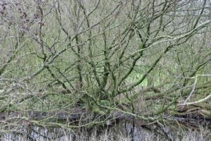 寝たきりの原因は転倒や骨折によるものなのか？