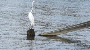 寝たきり予防のために運動はどこまで必要ですか？